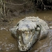 crocodile_american_tar_v_1552_cos2555.jpg